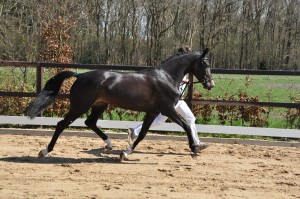 DSC_9146sterre vk (1)