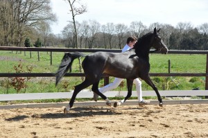 DSC_9174sterre 3 vk