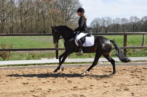 DSC_9641 sterre zadel 5