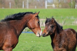 IMG_0029 - kopie